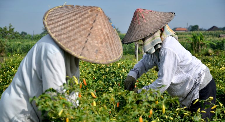 TAHAPAN AWAL PENGELOLAAN BENIH CABAI UNTUK HASIL LEBIH OPTIMAL