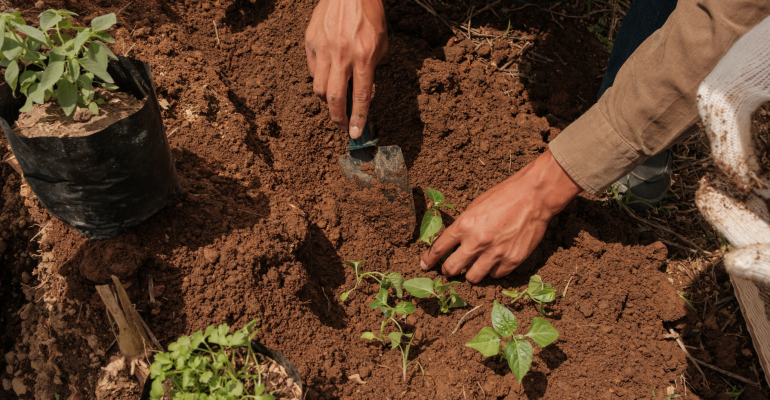 PUPUK DAN SULAM TEPAT WAKTU AGAR PANEN TAK MENGECEWAKAN