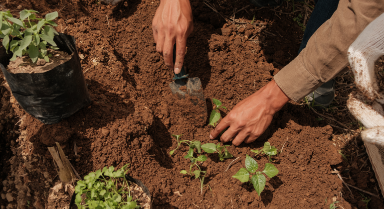 PUPUK DAN SULAM TEPAT WAKTU AGAR PANEN TAK MENGECEWAKAN