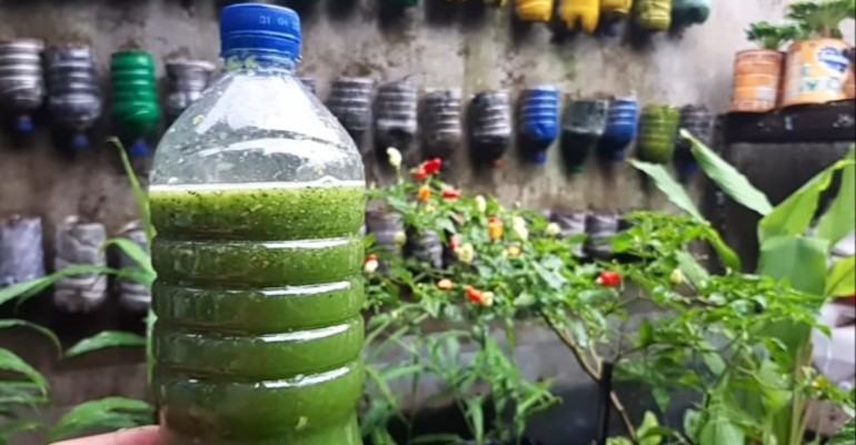 Contoh pestisda nabati | gambar:purwasuka.viva.co.id