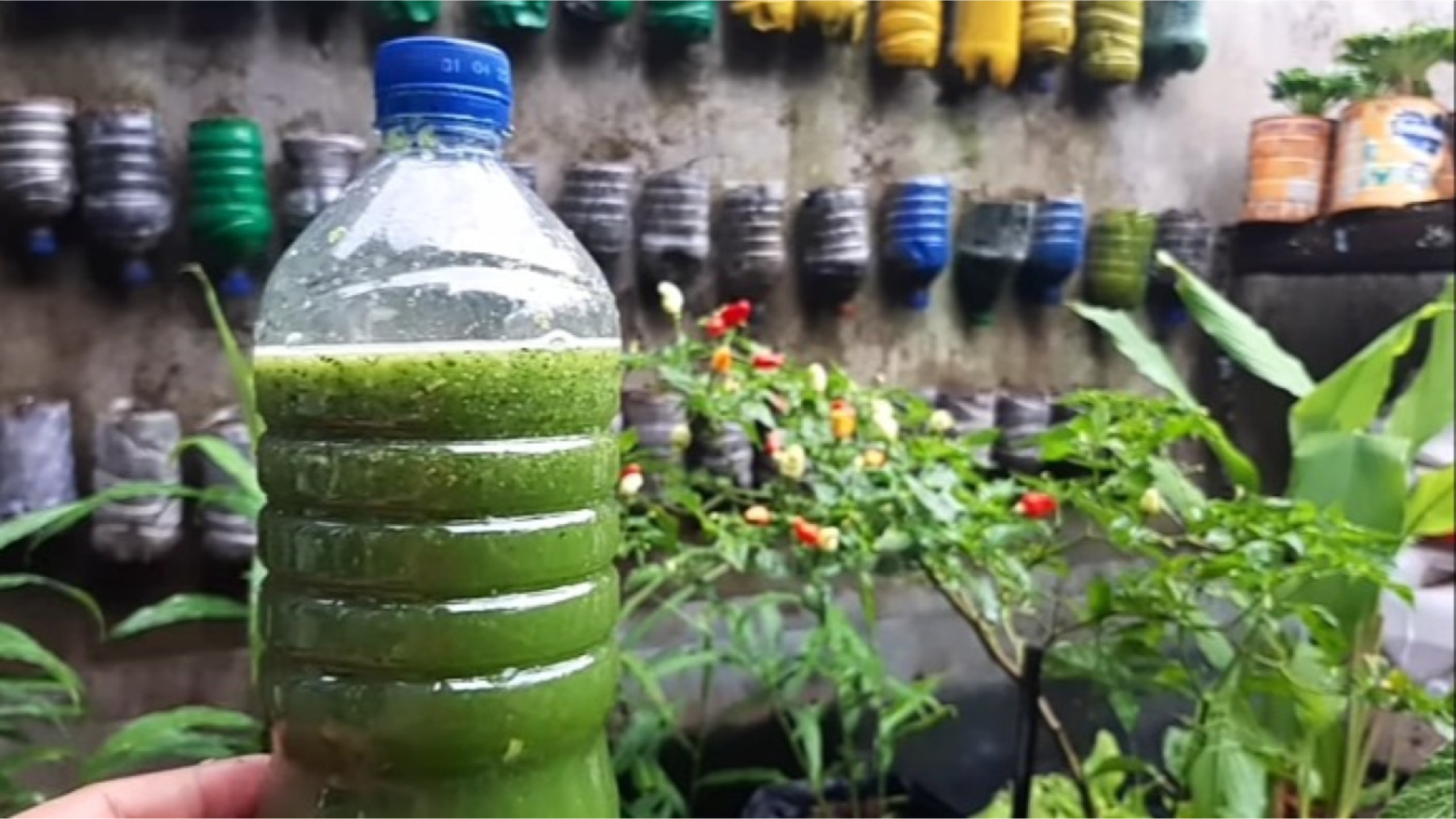 Contoh pestisda nabati | gambar:purwasuka.viva.co.id