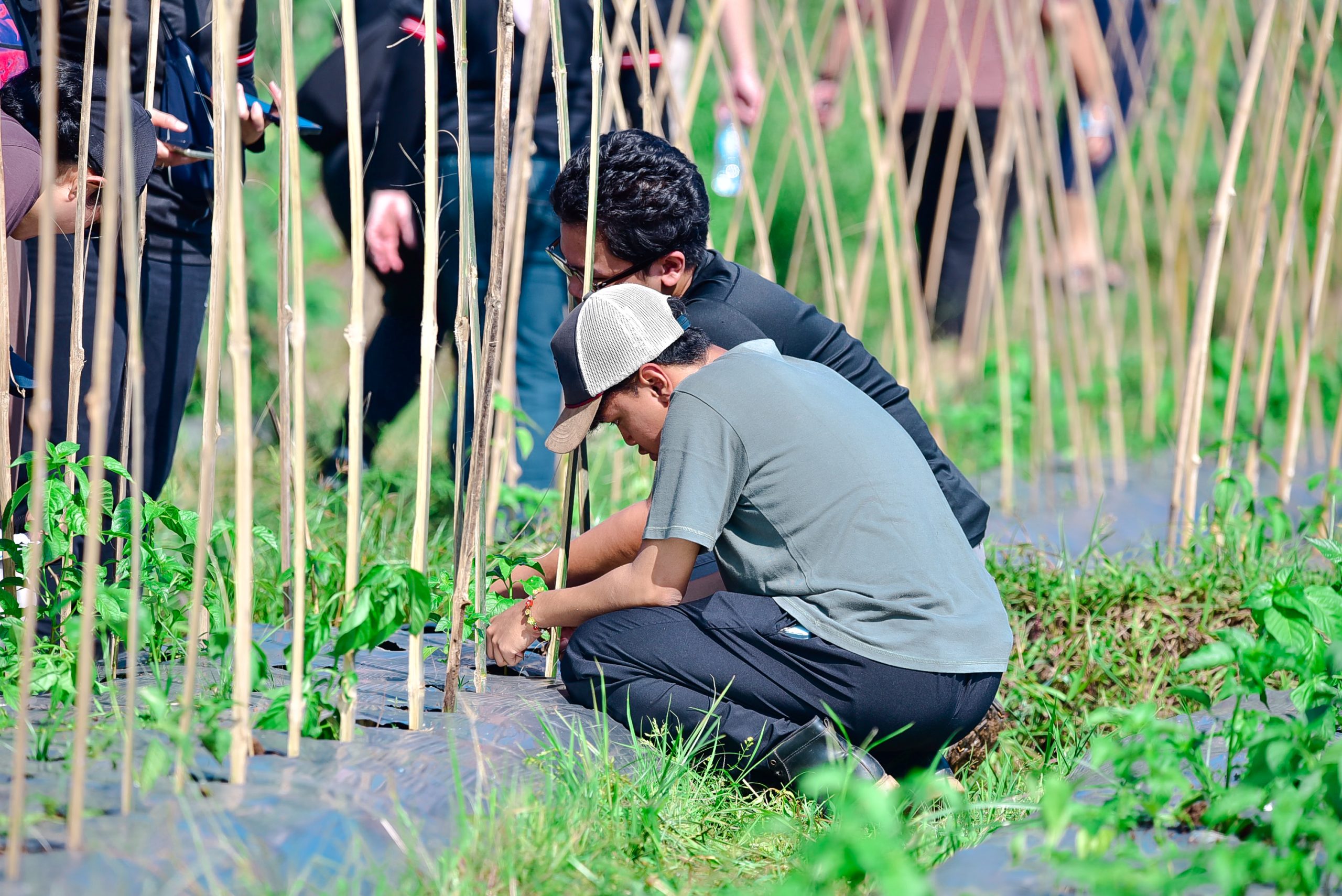 Kegiatan pengamatan rutin lahan pertanian pada Program Mahasiswa Petani Tangguh | Foto: Dok. Tani Nelayan Center IPB University (2025)