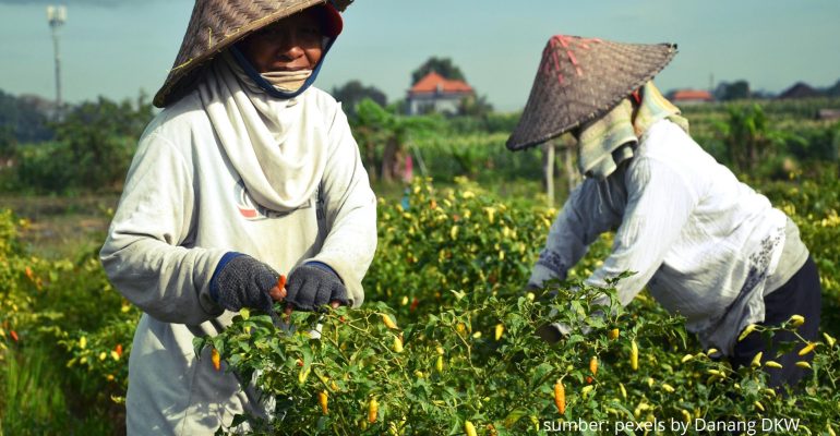TAHAPAN AWAL PENGELOLAAN BENIH CABAI UNTUK HASIL LEBIH OPTIMAL