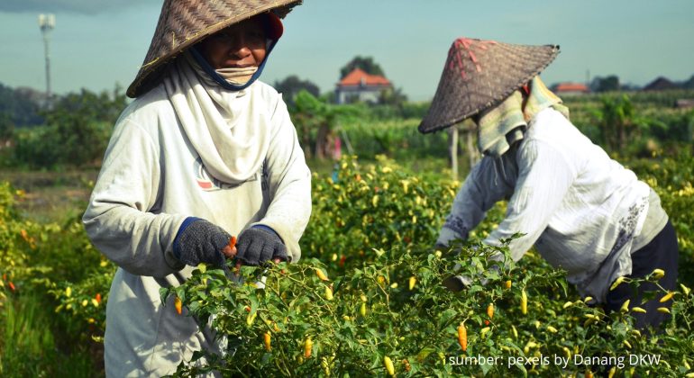 TAHAPAN AWAL PENGELOLAAN BENIH CABAI UNTUK HASIL LEBIH OPTIMAL