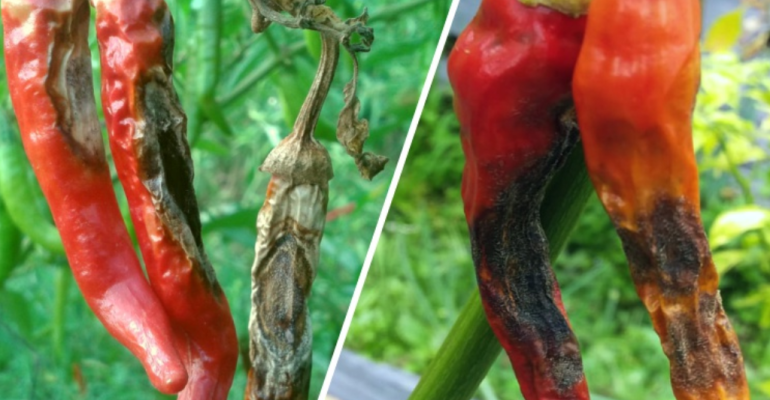 APA YANG MENYEBABKAN PENYAKIT PATEK (ANTRAKNOSA) BEGITU CEPAT MENYEBAR PADA TANAMAN CABAI