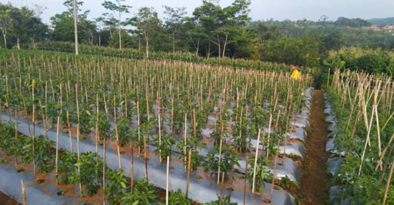 CEGAH CABAI REBAH, PASANG AJIR SEJAK AWAL