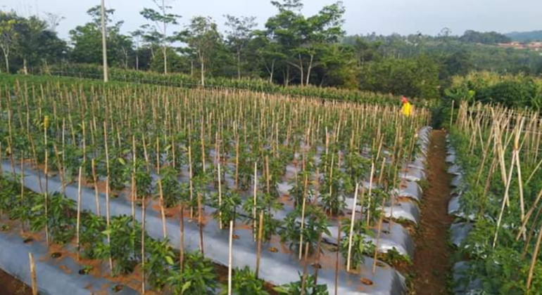 CEGAH CABAI REBAH, PASANG AJIR SEJAK AWAL
