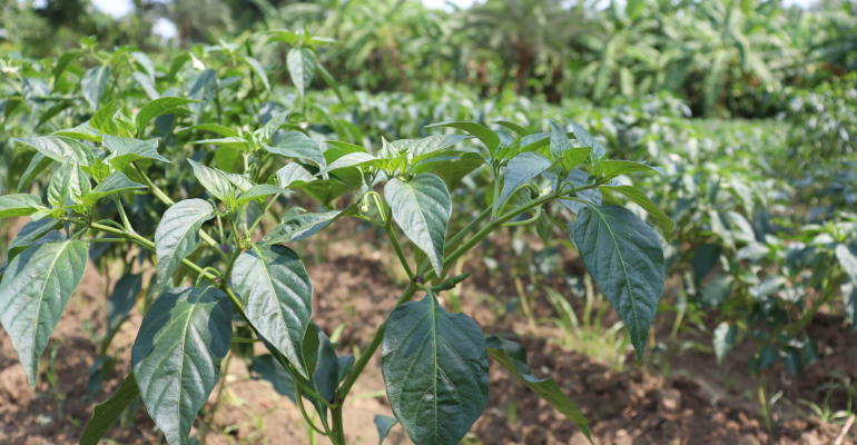 CEGAH CABAI REBAH, PASANG AJIR SEJAK AWAL