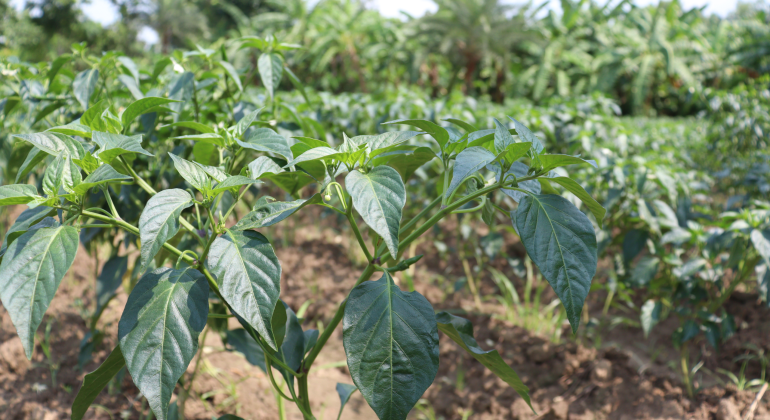 CEGAH CABAI REBAH, PASANG AJIR SEJAK AWAL