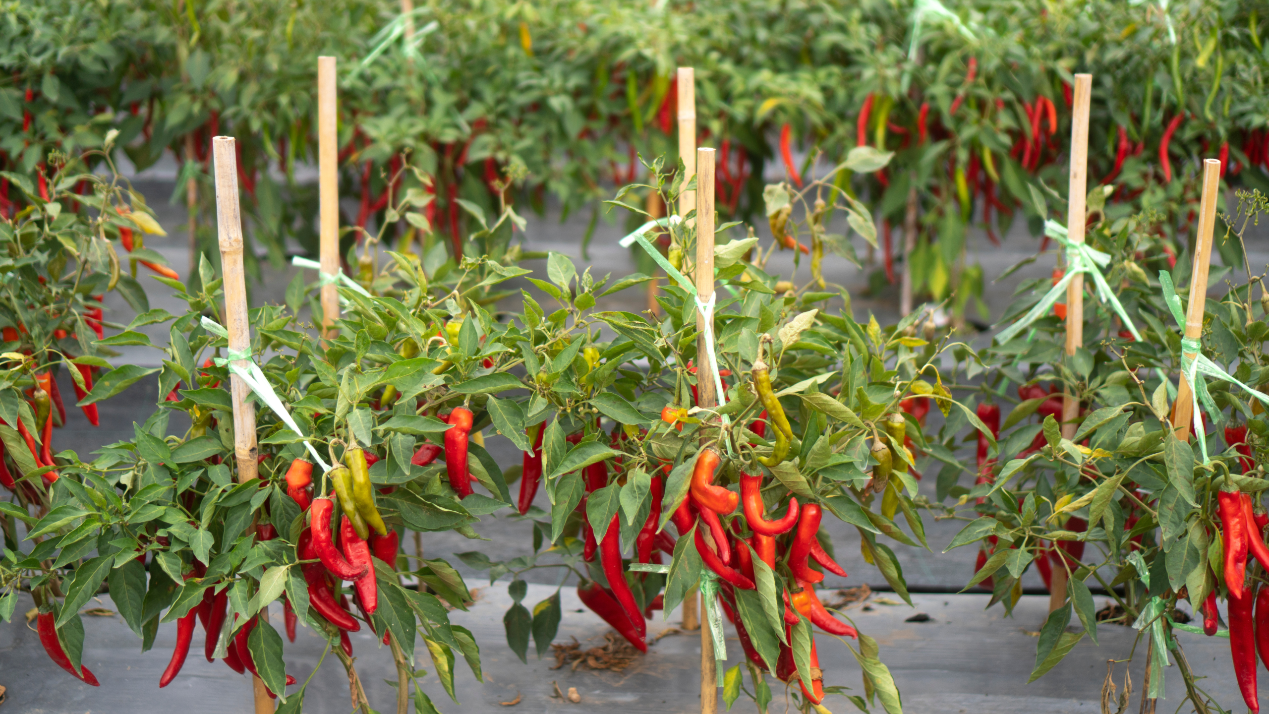 Tanaman cabai yang ditopang ajir agar tetap tegak dan sehat.