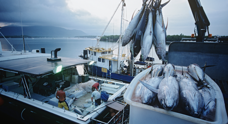 PENANGANAN TUNA SEGAR: JAGA KUALITAS SEJAK DI KAPAL HINGGA DI DARAT 