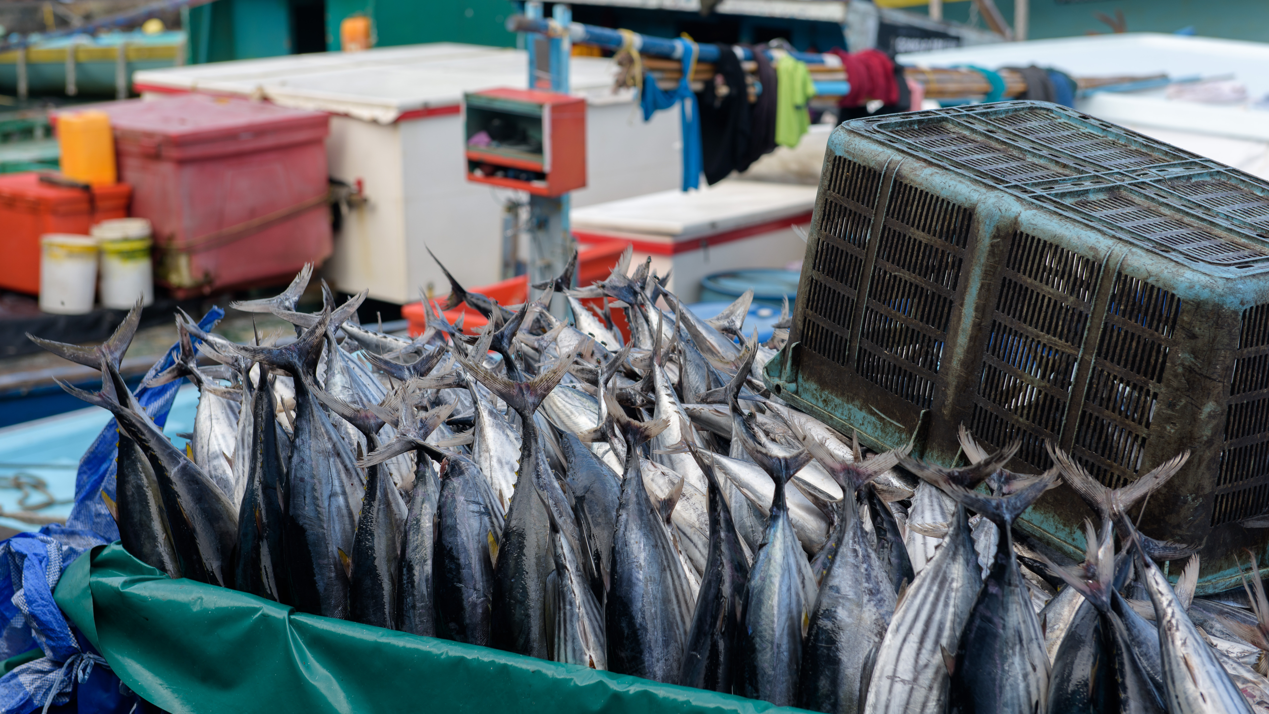 Hasil laut berkualitas ikan tuna segar yang baru saja diturunkan dari kapal | Foto: Canva