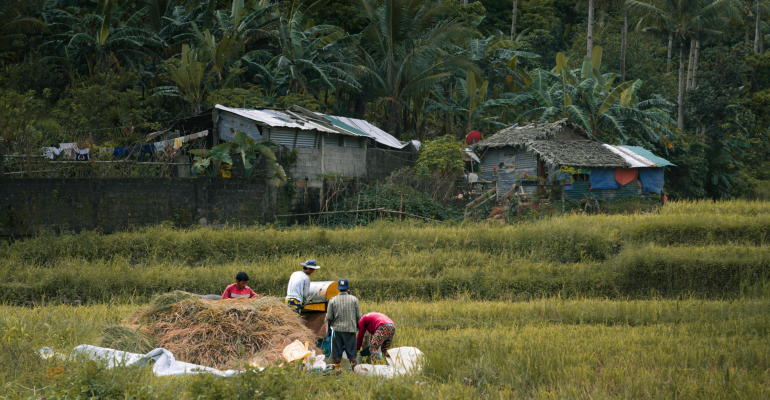 PENGENDALIAN HAMA TERPADU: CARA PANEN PADI TETAP AMAN MESKI HAMA DATANG 