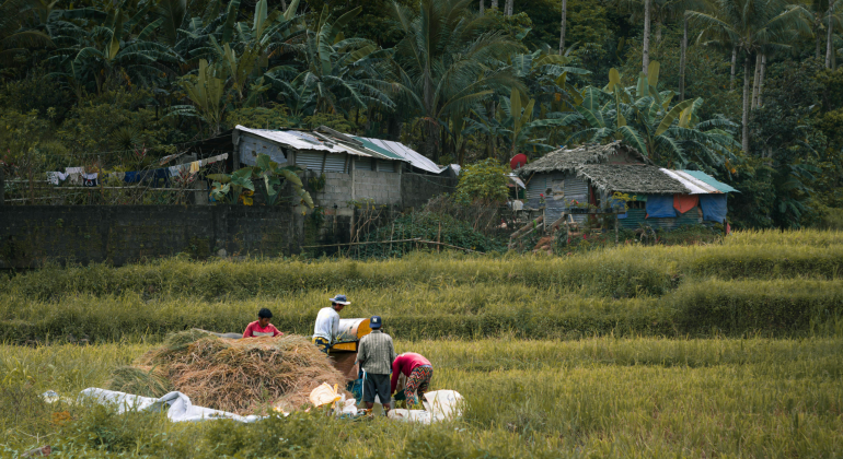 PENGENDALIAN HAMA TERPADU: CARA PANEN PADI TETAP AMAN MESKI HAMA DATANG 