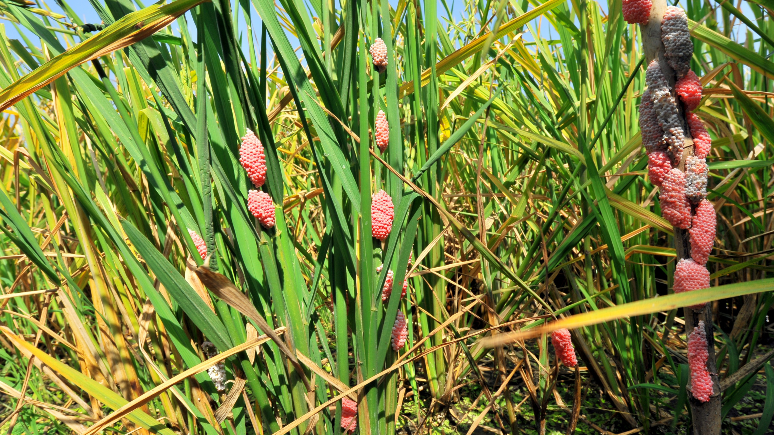 Telur keong mas berwarna merah muda menempel di batang padi. | Foto: Canva