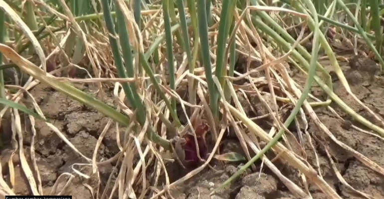 Tanaman bawang terkena penyakit janda pirang. |Foto: Kompasiana