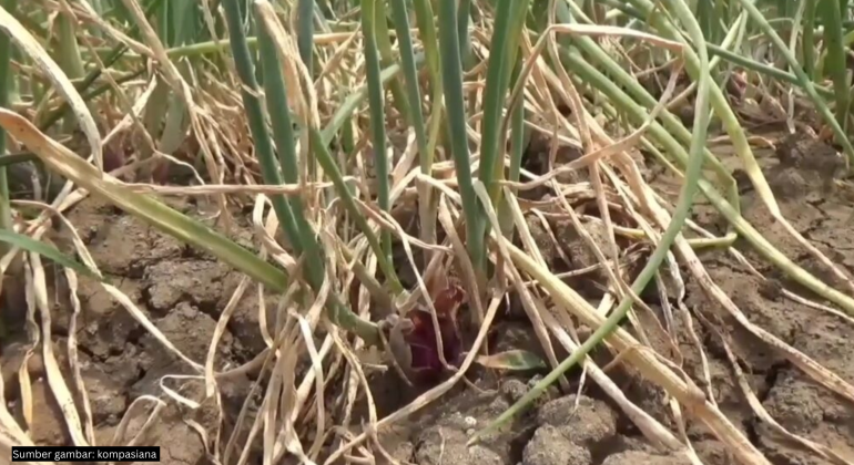 Tanaman bawang terkena penyakit janda pirang. |Foto: Kompasiana
