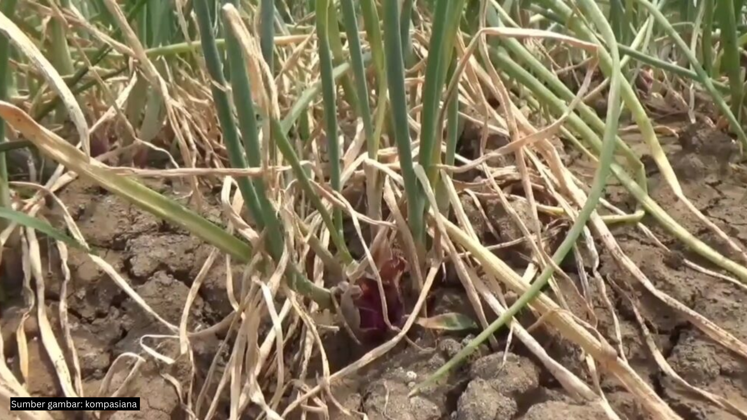 Tanaman bawang terkena penyakit janda pirang. |Foto: Kompasiana