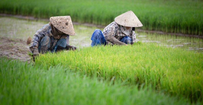 STRATEGI CERDAS PENGENDALIAN HAMA DAN PENYAKIT PADI SECARA RAMAH LINGKUNGAN