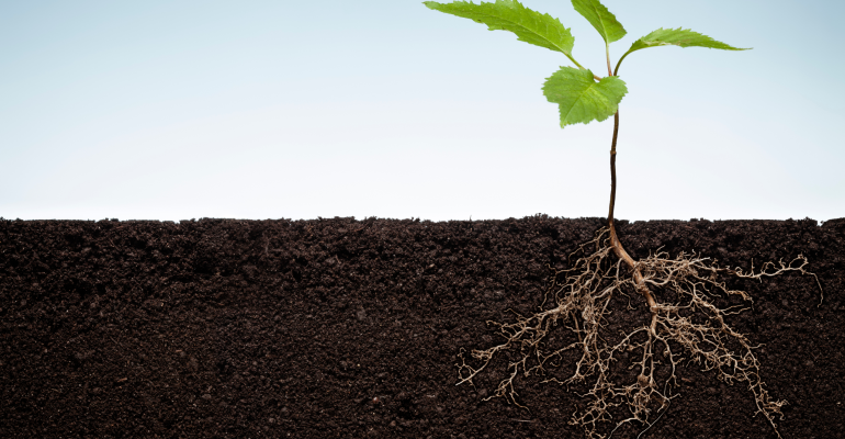 PGPR UNTUK TANAMAN SUBUR: CARI TAHU KANDUNGANNYA! 