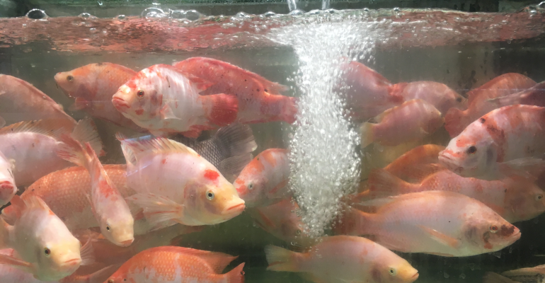 PENYEBAB IKAN BERJAMUR DAN CARA MENGATASINYA 