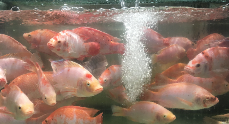 PENYEBAB IKAN BERJAMUR DAN CARA MENGATASINYA 