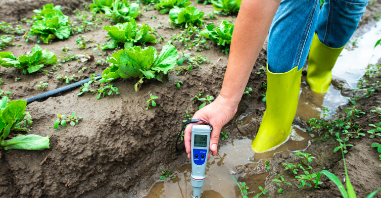 KENAPA TANAH SAWAH MASIH ASAM MESKIPUN SUDAH BERKALI-KALI DIBERI KAPUR, DAN BAGAIMANA CARA MENGATASINYA?