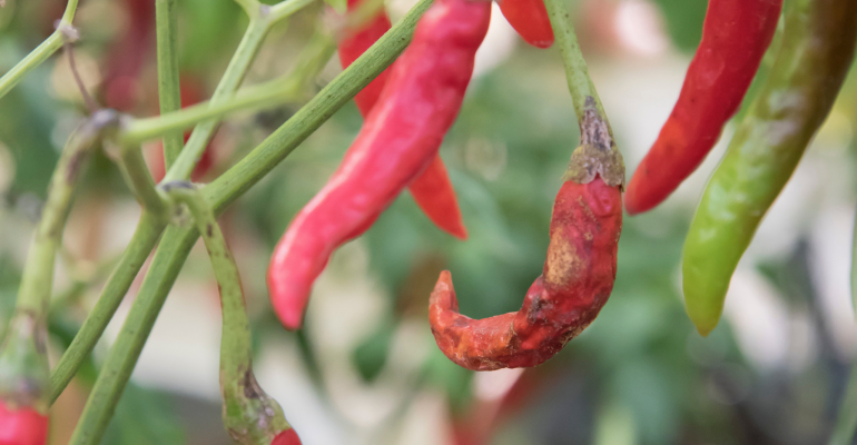 APA YANG MENYEBABKAN PENYAKIT PATEK (ANTRAKNOSA) BEGITU CEPAT MENYEBAR PADA TANAMAN CABAI?