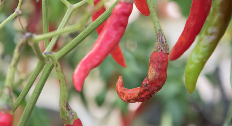 APA YANG MENYEBABKAN PENYAKIT PATEK (ANTRAKNOSA) BEGITU CEPAT MENYEBAR PADA TANAMAN CABAI?