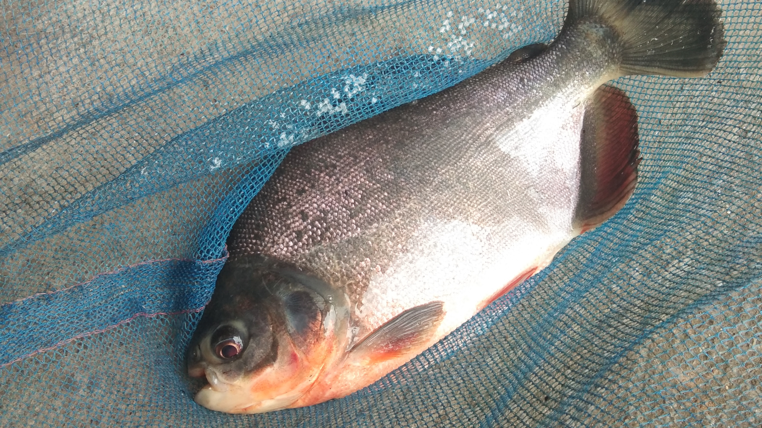 Ikan bawal segar tertampung dalam jaring biru setelah panen.