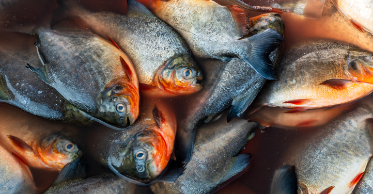 BUDIDAYA IKAN BAWAL: PELUANG USAHA MENJANJIKAN WAJIB DICOBA  