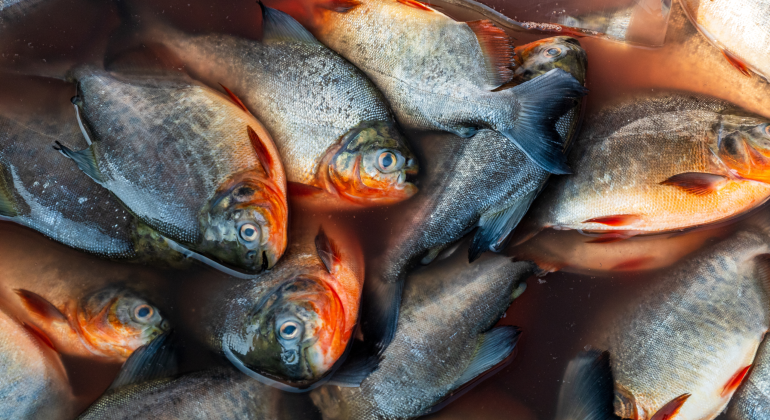 BUDIDAYA IKAN BAWAL: PELUANG USAHA MENJANJIKAN WAJIB DICOBA  