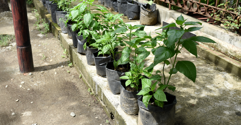 TANAH KERAS DI POLYBAG? BEGINI CARA MENGGEMBURKANNYA DENGAN MUDAH 