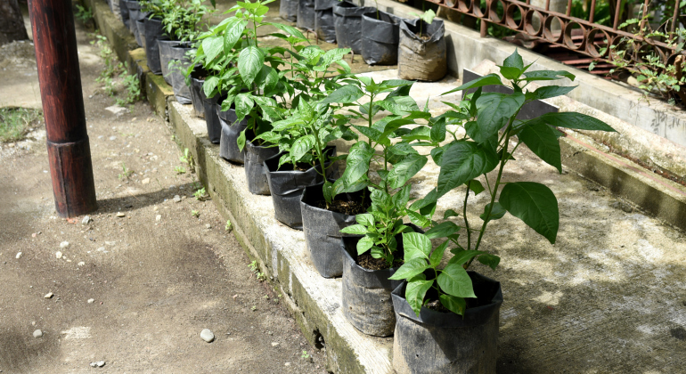TANAH KERAS DI POLYBAG? BEGINI CARA MENGGEMBURKANNYA DENGAN MUDAH 