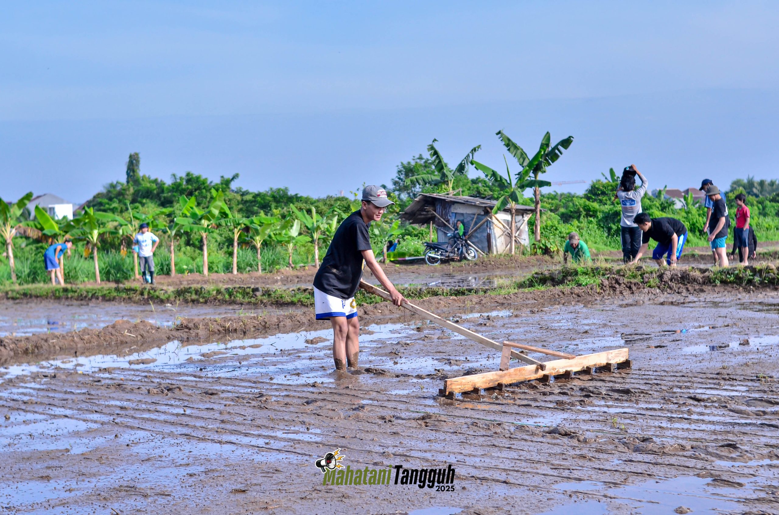 Kegiatan pencaplakan di lahan pertanian pada Program Mahasiswa Petani Tangguh | Foto: Dok. Tani Nelayan Center IPB University (2025)  