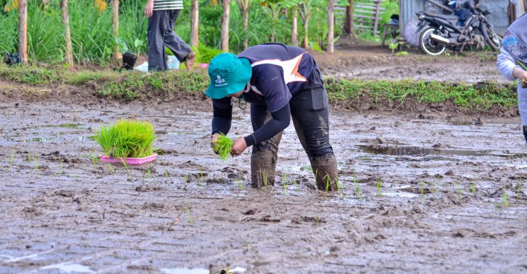 Kegiatan pindah tanam padi ke lahan sawah menggunakan Metode Jajar Legowo pada Program Mahasiswa Petani Tangguh | Foto: Dok. Tani dan Nelayan Center IPB University (2025)