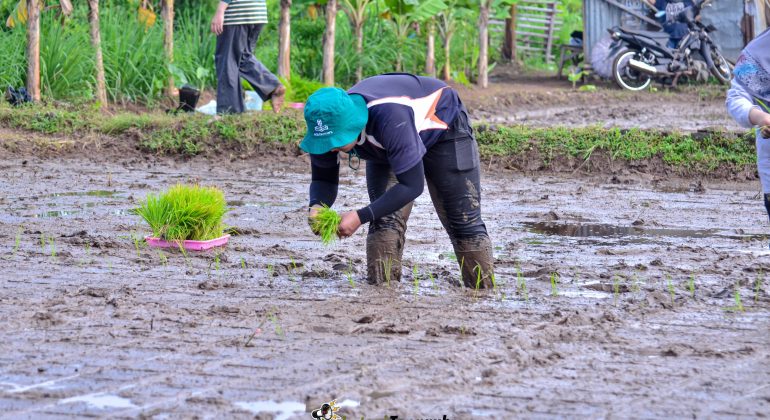 Kegiatan pindah tanam padi ke lahan sawah menggunakan Metode Jajar Legowo pada Program Mahasiswa Petani Tangguh | Foto: Dok. Tani dan Nelayan Center IPB University (2025)
