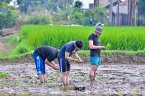 TANAM CERDAS, PANEN PUAS: MANFAAT SISTEM JAJAR LEGOWO BAGI SAWAH YANG LEBIH SEIMBANG