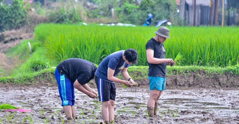 TANAM CERDAS, PANEN PUAS: MANFAAT SISTEM JAJAR LEGOWO BAGI SAWAH YANG LEBIH SEIMBANG