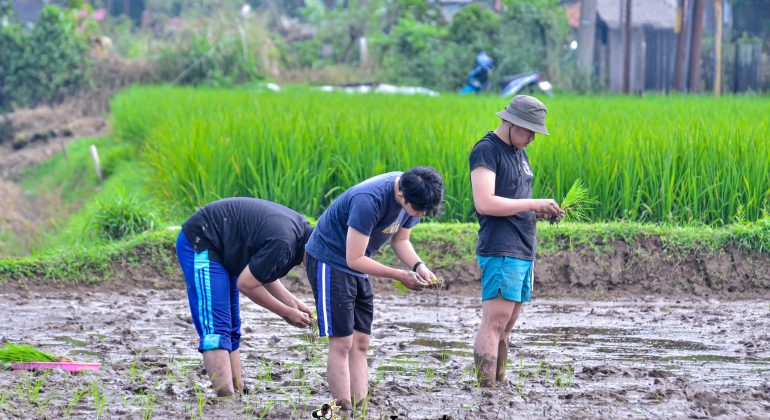 TANAM CERDAS, PANEN PUAS: MANFAAT SISTEM JAJAR LEGOWO BAGI SAWAH YANG LEBIH SEIMBANG