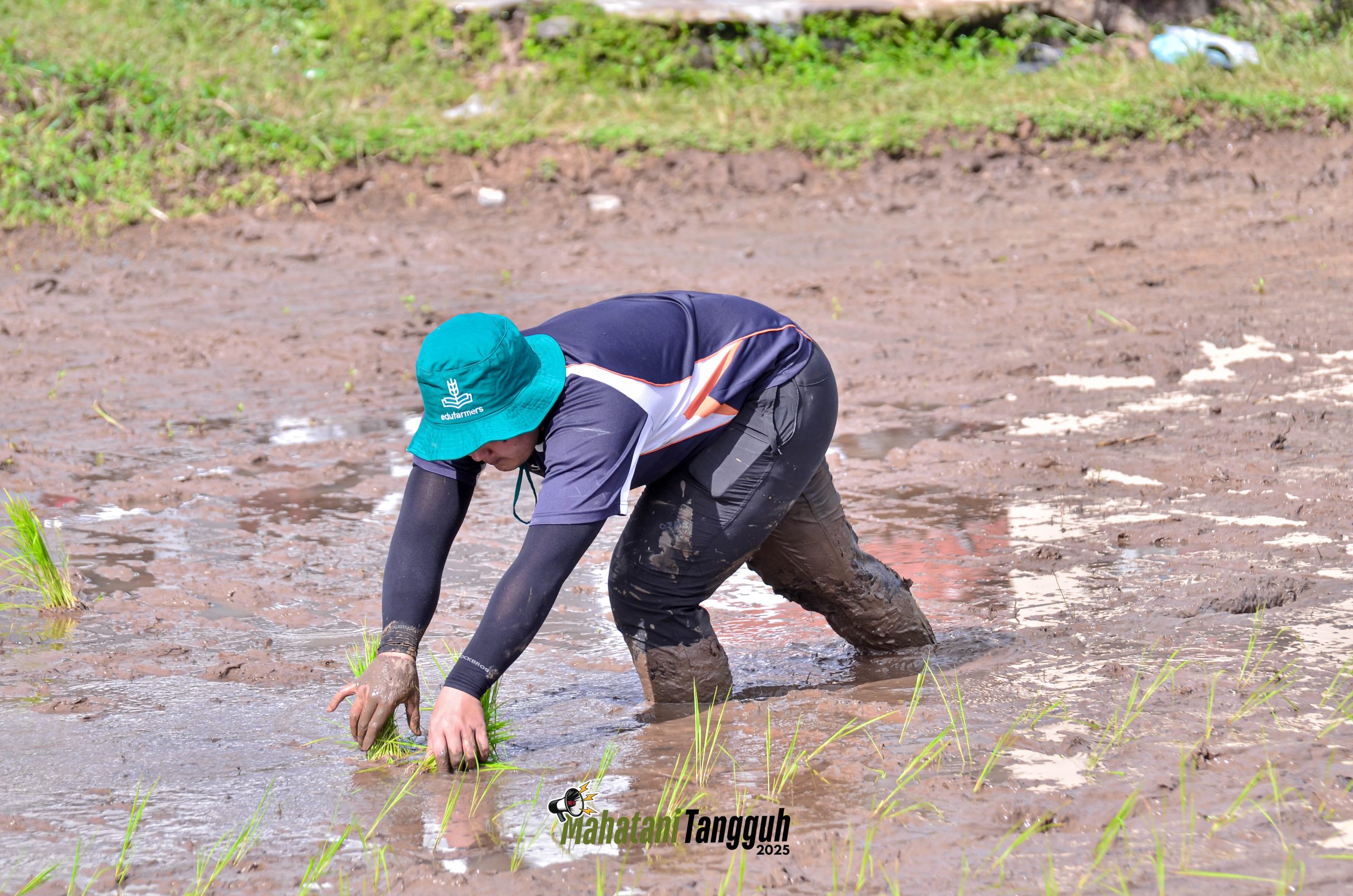 Kegiatan pindah tanam padi ke lahan sawah menggunakan Metode Jajar Legowo pada Program Mahasiswa Petani Tangguh | Foto: Dok. Tani dan Nelayan Center IPB University (2025)