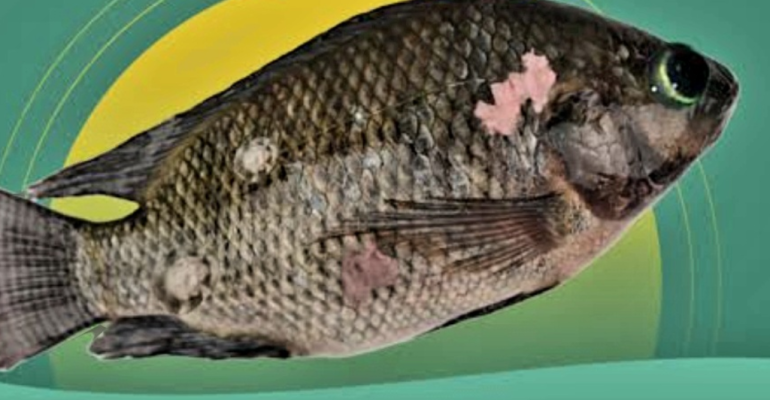 PENYEBAB IKAN BERJAMUR DAN CARA MENGATASINYA 