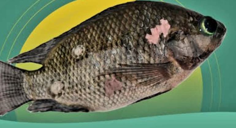 PENYEBAB IKAN BERJAMUR DAN CARA MENGATASINYA 