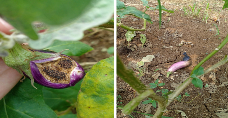 Buah terong muncul bercak‐coklat atau kehitaman di permukaan buah.