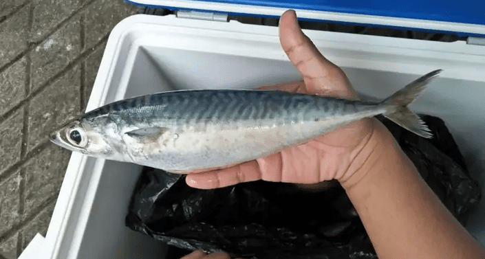 Ikan salem dengan warna perak khas, menunjukkan kualitas dan kesegarannya | sumber: pemancingankohodjaya