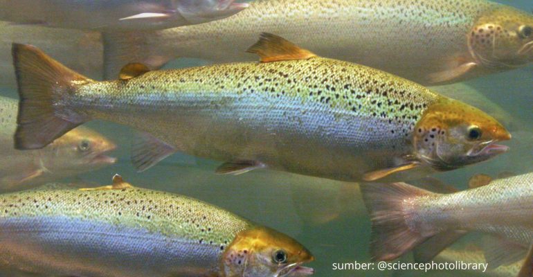 IKAN SALEM, LAUK SEHAT KAYA NUTRISI  