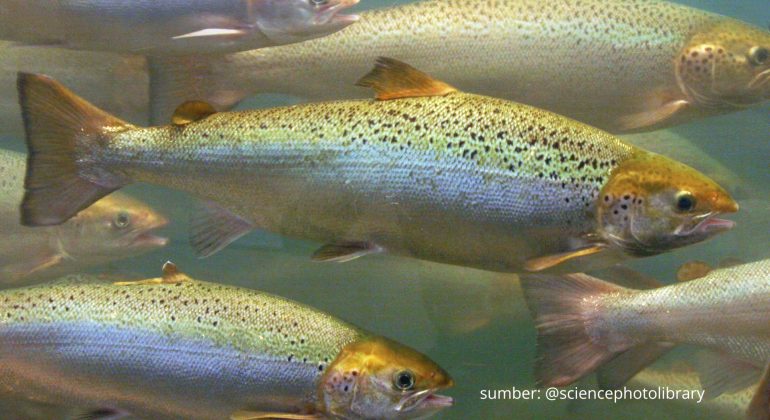 IKAN SALEM, LAUK SEHAT KAYA NUTRISI  
