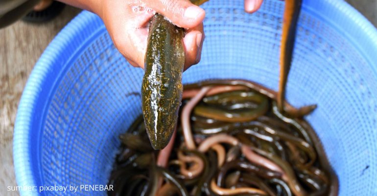 MUDAH! INI CARA BUDIDAYA BELUT DI LAHAN SEMPIT