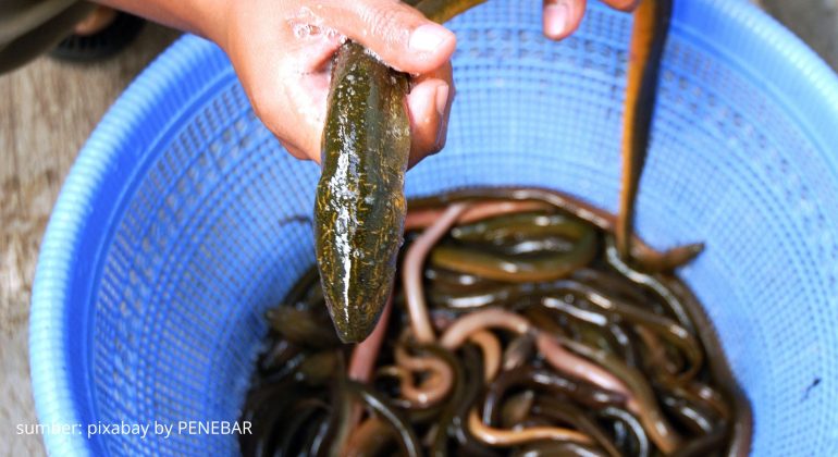 MUDAH! INI CARA BUDIDAYA BELUT DI LAHAN SEMPIT