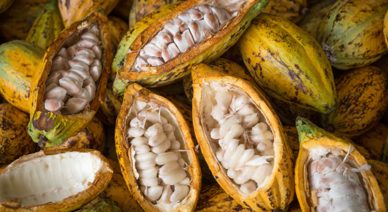 KAKAO MATANG DI LUAR TAPI LENGKET DI DALAM? KENALI PENYEBAB DAN CARA MENGATASINYA 